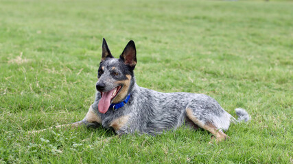 Australian cattle dog, blue heeler dog, born in Texas
