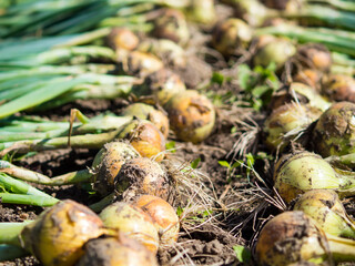 Onion harvest in the garden is dried on the ridge