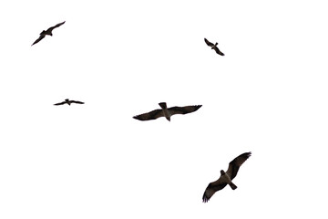 A flying eagel isolated on white backgound.