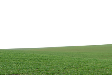 Green field as a background.  Green grass in spring isolated on white background.
