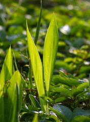Large green grassy leaves in nature.