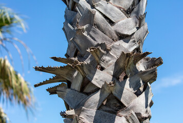 The bark on a palm tree as an abstract background.