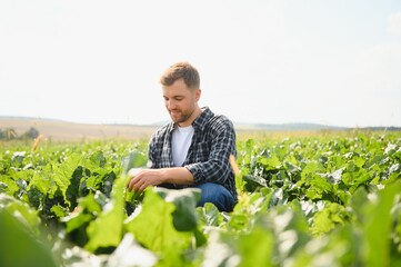 Farmer checking crop in a sugar beet field. Agricultural concept