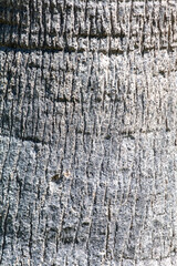 The bark on a palm tree as an abstract background.