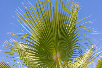 Palm leaves against the blue sky.
