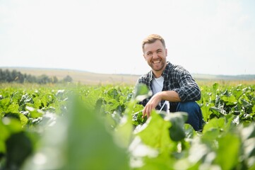 Farmer checking crop in a sugar beet field. Agricultural concept