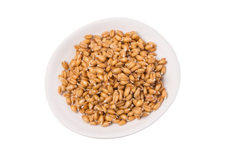 Wheat sprouts in  bowl,