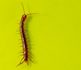 Centipede isolated on yellow background.
