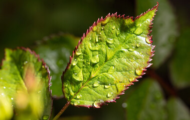 Water drops on a green leaf in nature.