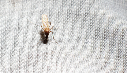 A mosquito drinks blood through a gray cloth.