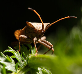 Bed bug on a green leaf in nature.