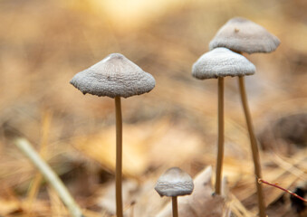 Mushrooms on the ground in the forest in autumn.