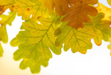 Yellow oak leaves in the forest in autumn.