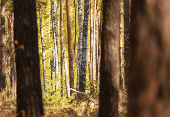 Obraz premium Trees in the forest in autumn.