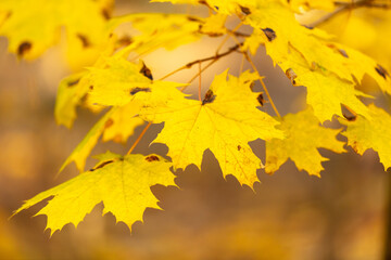 Fototapeta na wymiar Yellow maple leaves in the forest in autumn.