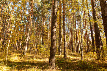 Trees in the forest in autumn.