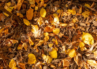 Yellow autumn leaves lie on the ground in autumn.