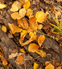 Yellow autumn leaves lie on the ground in autumn.