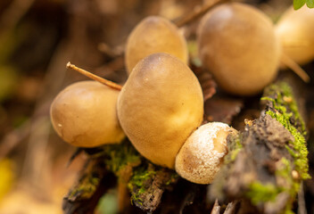 Puffball mushrooms on the ground in the forest in autumn.