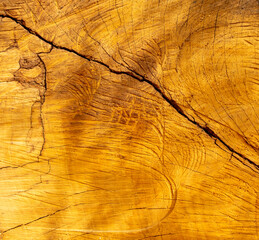 Tree slice as an abstract background.