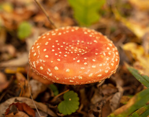 Fly agaric mushroom in the forest in autumn.