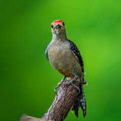 Red-Bellied Woodpecker