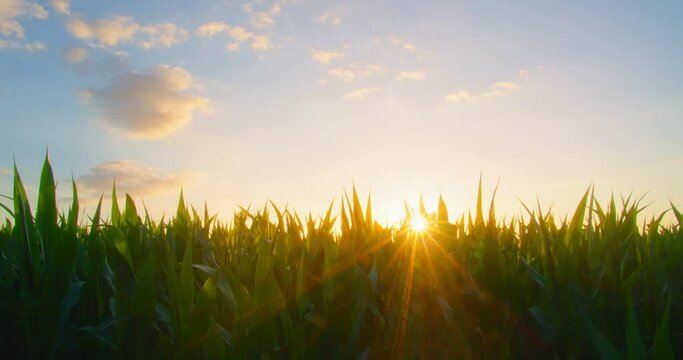 Agriculture cornfield in the rays of the sun at sunset. Corn harvest. Green lush cob plantation in the countryside. The concept of ecological products. Corn field in sun burst. Close-up, slider shot.