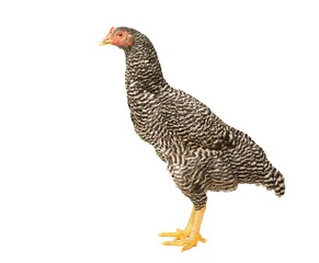 Chicken Barred Plymouth Rock, six months old, isolated Barred Plymouth Rock