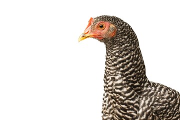 Chicken Barred Plymouth Rock, six months old, isolated Barred Plymouth Rock