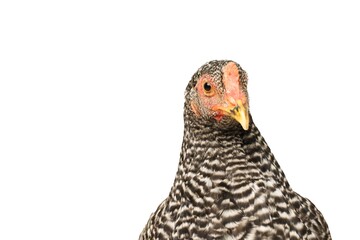 Chicken Barred Plymouth Rock, six months old, isolated Barred Plymouth Rock