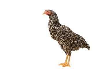 Chicken Barred Plymouth Rock, six months old, isolated Barred Plymouth Rock