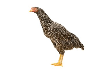 Chicken Barred Plymouth Rock, six months old, isolated Barred Plymouth Rock