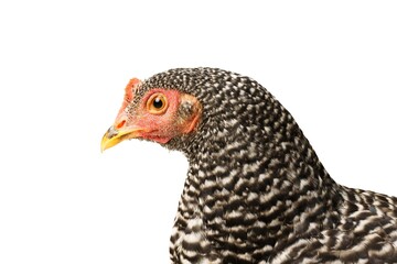 Chicken Barred Plymouth Rock, six months old, isolated Barred Plymouth Rock