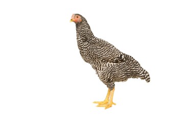Chicken Barred Plymouth Rock, six months old, isolated Barred Plymouth Rock