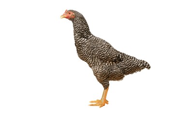 Chicken Barred Plymouth Rock, six months old, isolated Barred Plymouth Rock