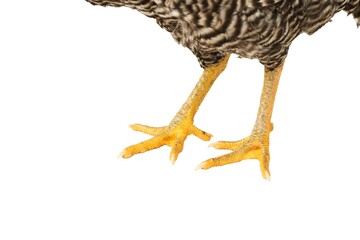 Chicken Barred Plymouth Rock, six months old, isolated Barred Plymouth Rock