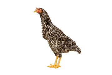 Chicken Barred Plymouth Rock, six months old, isolated Barred Plymouth Rock