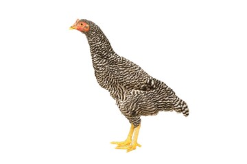 Chicken Barred Plymouth Rock, six months old, isolated Barred Plymouth Rock