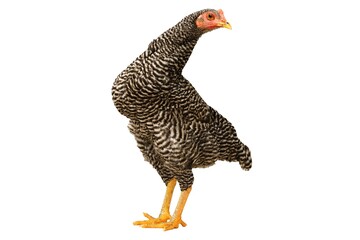 Chicken Barred Plymouth Rock, six months old, isolated Barred Plymouth Rock