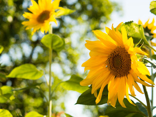 On sunny days, sunflowers bloom against the background of the sky.beautiful sunflower close-up