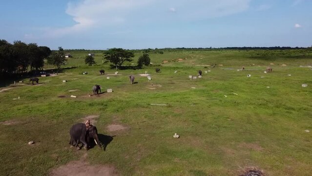 a herd of elephants gathering at noon, in the grasslands of the "Way Kambas" National Park, East Lampung, Indonesia.