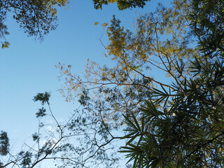 trees in the middle of nature