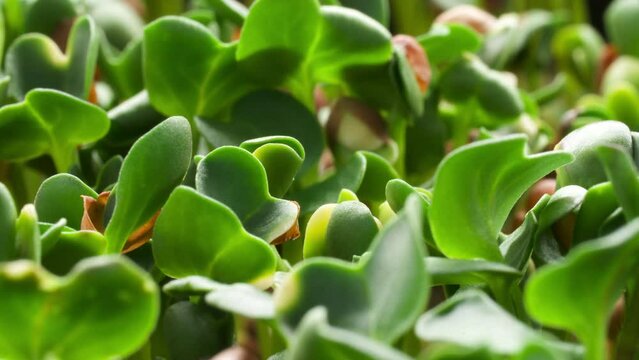 Close up of growing arugula seeds time lapse. Sprouts germinate from seeds. Spring timelapse of young plants growing
