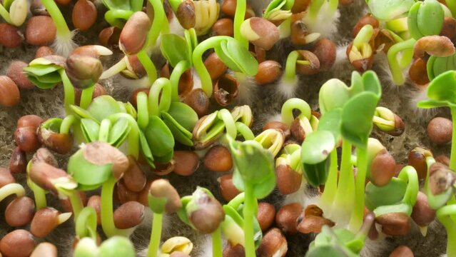 Growing arugula seeds time lapse. Sprouts germinate from seeds. Spring timelapse of young plants growing
