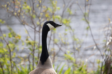 Profile of a Canadian Goose