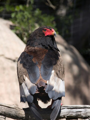Bataleur Eagle