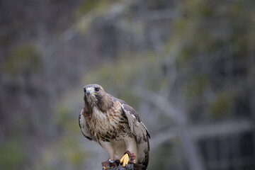 Red Tailed Hawk outdoors