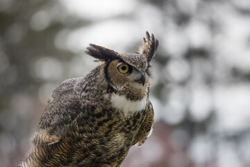 Great Horned Owl perched outdoors