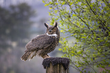 Great Horned Owl perched outdoors
