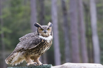Great Horned Owl perched outdoors